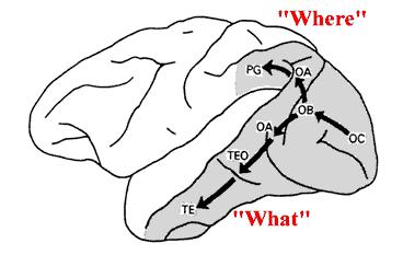Separate Cortical Pathways for Perception and Action?