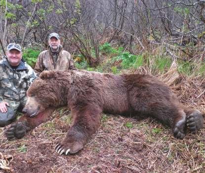 Reife Bären erreichen im Schnitt 9 Fuß und kapitale überschreiten deutlich die 10 Fuß Marke (1 Fuß = 30,48cm). Die Jagden auf den kapitalen Kodiak Bär finden im Herbst als auch im Frühjahr statt.