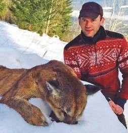 Die Jagd auf den Puma, von einigen Leuten auch als Löwe Nordamerikas bezeichnet, zählt ohne Zweifel zu den interessantesten Winterjagden.
