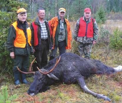 Europäischer Elch Aufgrund der guten Elchpopulation als auch der traditionellen Jagd gehört Finnland mit zu den besten Jagdländern auf den europäischen Elch.