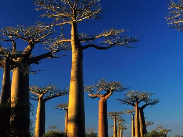 MADAGASKAR Eines der letzten Inselparadiese unserer Erde