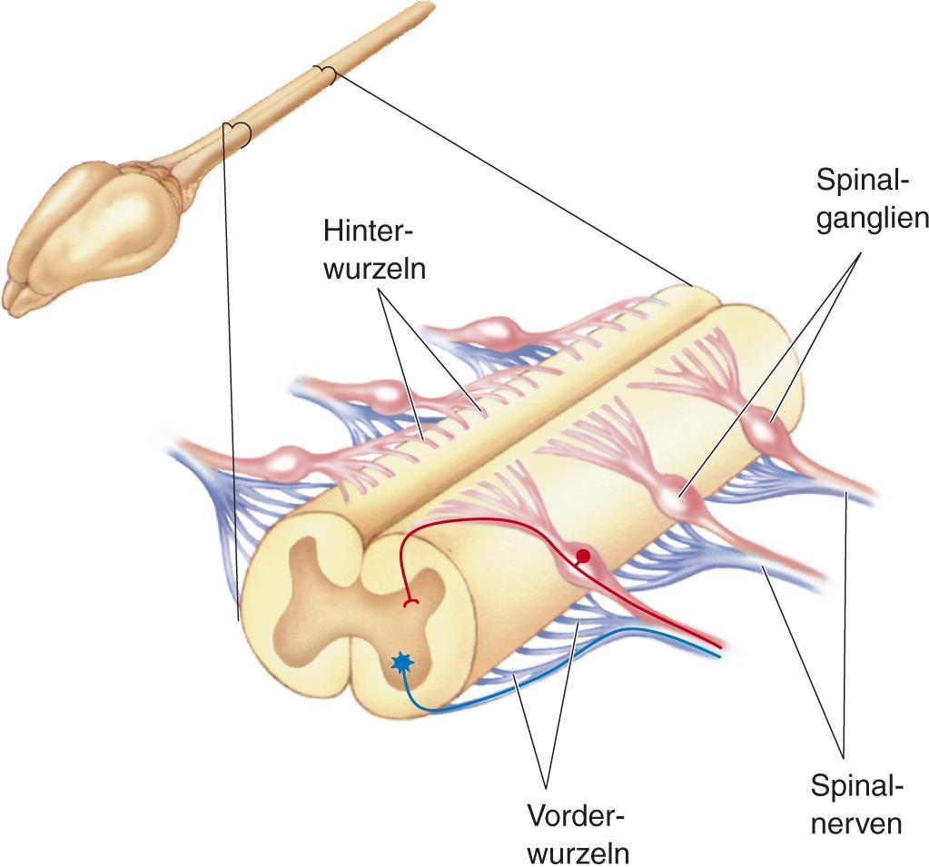 Das Rückenmark verläuft innerhalb der Wirbelsäule. Axone treten über die Hinterwurzel in das Rückenmark ein und über die Vorderwurzel daraus hervor.