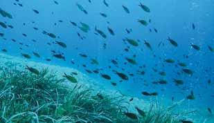 ..., dass sich im Küstengewässer um Cres und Lošinj etwa 150 Delphine tummeln?..., dass es auf den Inseln fast 1.500 verschiedene Pflanzenarten gibt?