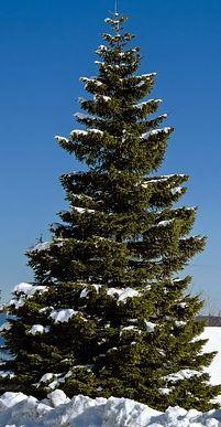 Kurz informiert! Weihnachtsbäume Auch in diesem Jahr benötigen wir wieder Weihnachtsbäume für die Kirchen und Grün für die Adventskränze.