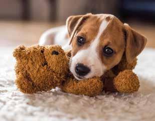 CuraDog Pute mit Wurzelgemüse und Leinöl Feuchtfutter/Alleinfuttermittel für alle Hunderassen Empfehlenswert bei Hunden mit Stoffwechselstörungen oder Allergien.