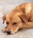Hundehaltegesetz 2002, geforderten Hundekunde-Kurs wird folgender Termin angeboten: SCHULANFÄNGER 2011 19.