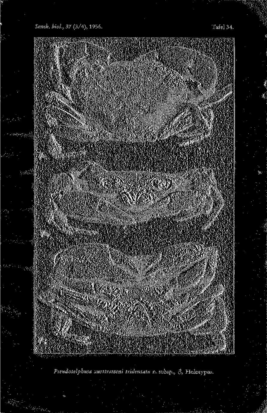 Senck. biol, 37 (3/4), 1956. Tafel 34.
