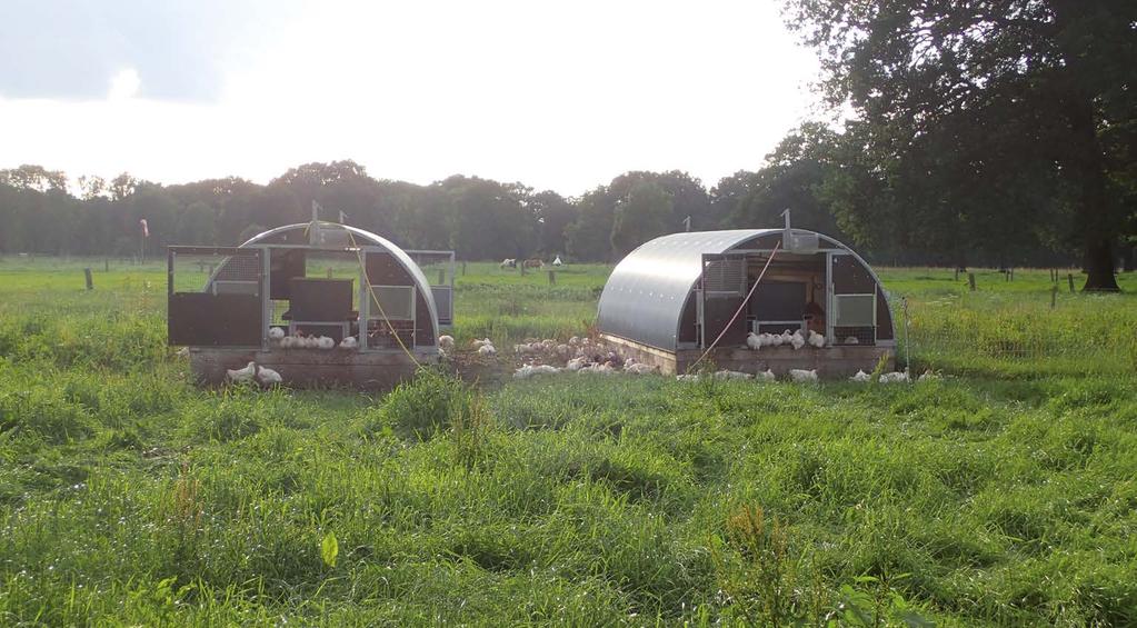 Hähnchenmast in mobilen Outdoor-Hütten Beispiel 6: Outdoor-Hütten für Sauen wurde für einen Betrieb zu mobilen Hähnchenställen umgebaut.