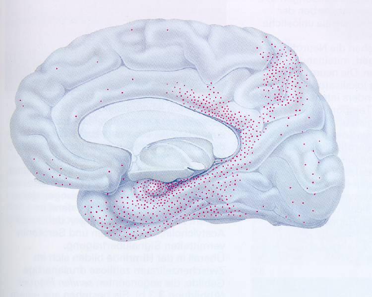 Gehirnregionen lateral