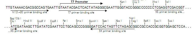 > Klonierungsvector pks > Ampizillin Resistenz > origin of Replication > Lac-Promotor >
