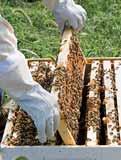 AMU: Bienensterben in Europa Das Referat Bewertungsmethodik (AMU) bietet den verschiedenen Abteilungen der EFSA-Direktorate technische und methodische Unterstützung in den Bereichen Risikobewertung