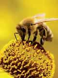 Imker berichten, dass die Bienenstöcke eine lebendige Bienenkönigin enthalten, aber keine Arbeitsbienen. Dieses Phänomen wird mit dem Begriff Colony Collapse Disorder (CCD) bezeichnet.