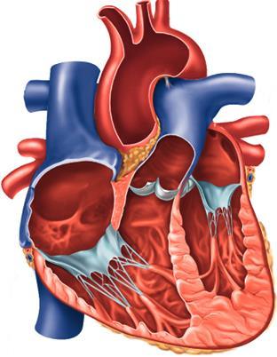 Anatomie des Herzens: Kammern V. cava superior Venae pulmonales dextr. Aorta A.