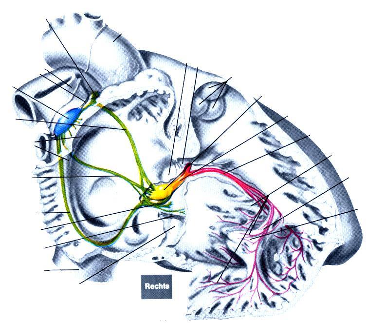 Anatomie des Herzens: Das Erregungsleitunssystem