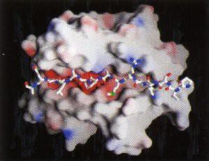 kleine Peptide viral, körpereigen 8 9 Aminosäuren aus