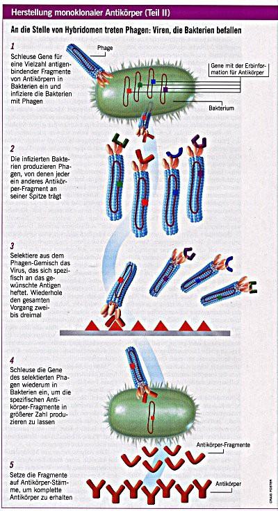 phagedisplay Vektor Klonierung Antikörper-Repertoire in Escherichia coli-phagen (M13) Ersatz eines oder mehrerer der Andock-Proteine durch klonierten Antikörper Antikörper trägt sein Gen quasi