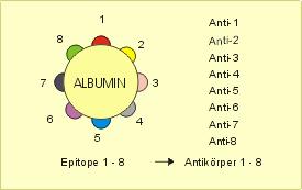 Epitop Bestandteile von Antigenen, an die Antigen-Rezeptoren