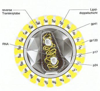 Immunität