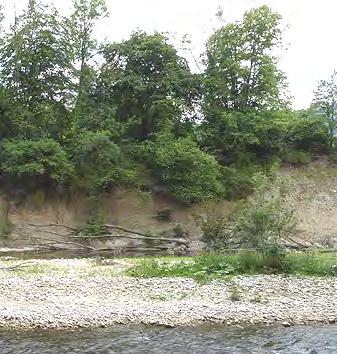 5 Einzugsgebiet Birs 37 Bild 26 Uferanriss im Gebiet Duggingen (links) und anstehende, wenig verfestigte Schotterablagerungen im Gebiet Reinach (rechts, beide 16.06.2014).