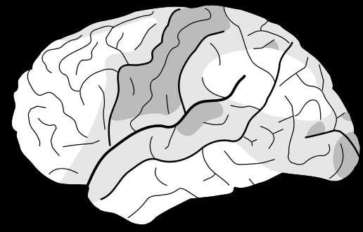 Myelinisierungsstadien des Gehirns Einführung nach