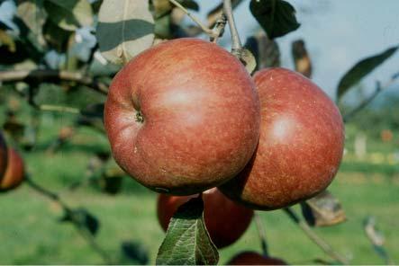 Der Apfel als Nahrungsmittel und als Kulturgut Anacuta und Decio sind zwei der ältesten noch existierenden