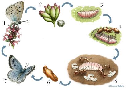Artportrait Lungenenzian-Ameisenbläuling (Phengaris alcon) Raupen fressen in den Blüten des Lungenenzians nach zwei bis drei Häutungen fressen sie sich nach draußen und fallen zu Boden Nachahmung von
