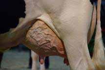 Leistungsentwicklung Land Kühe Milch kg/kuh Fett % Eiweiß