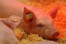 Leistungsentwicklung in der Schweinemast (1995-2009) in Sachsen * Gramm pro Tag 800 780 760 740 720 700 680 660