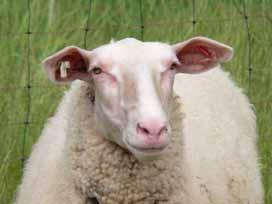 Schaf Kein Markt mehr für Wolle