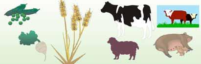 Nutztierhaltung im Spannungsfeld Wettbewerbsschutz Tierschutz