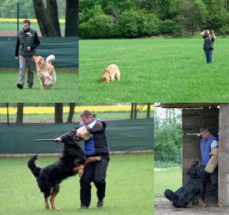 Frühjahrsprüfung Pulheim 28. April 2012 8 Hundeführer mit 9 Hunden trafen sich um viertel vor acht auf dem Hundeplatz in Pulheim, um ihre Prüfung in verschiedenen Sparten abzulegen.