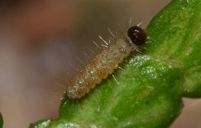 Raupe Die frisch geschlüpfte Raupe ist zunächst transparent-bräunlich, unauffällig gefärbt.