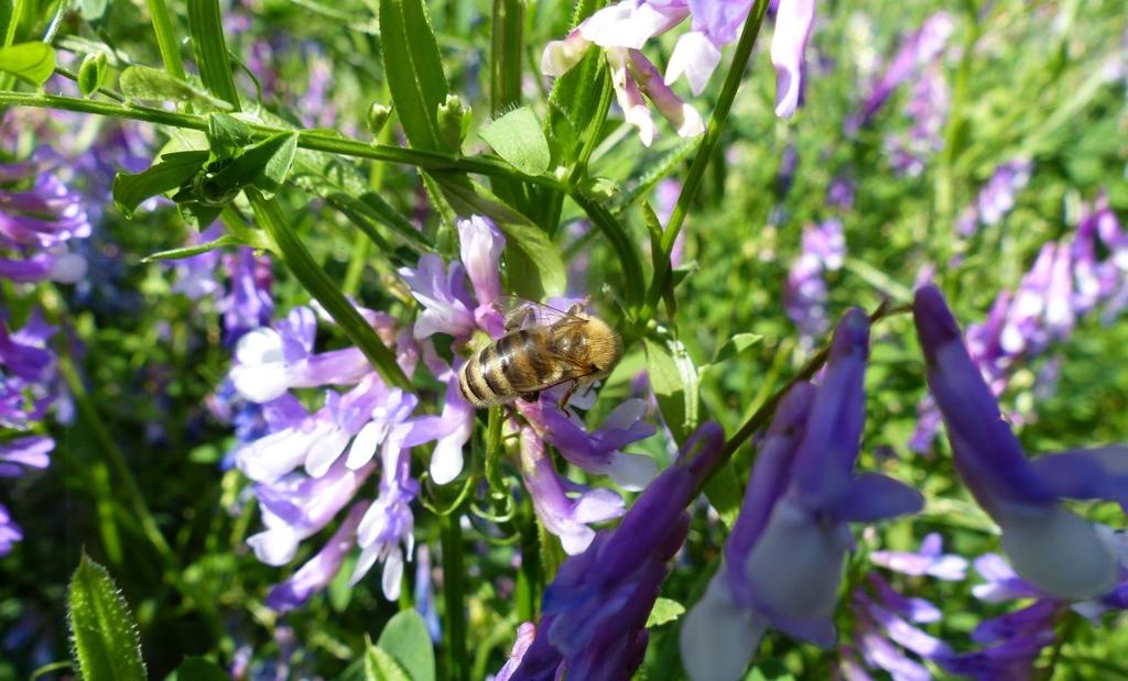 Der Ruf nach mehr Bienenweide in der landwirtschaftlichen Fruchtfolge ist, wenn die Zwischenfrüchte zu spät und vor allem zu lange blühen, für die Überwinterung der