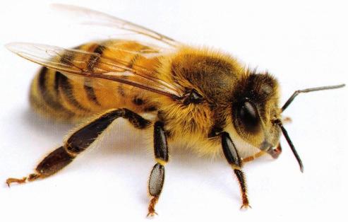 9 Jede Biene legt ihre ganze Lebenskraft in den Dienst ihres Volkes!