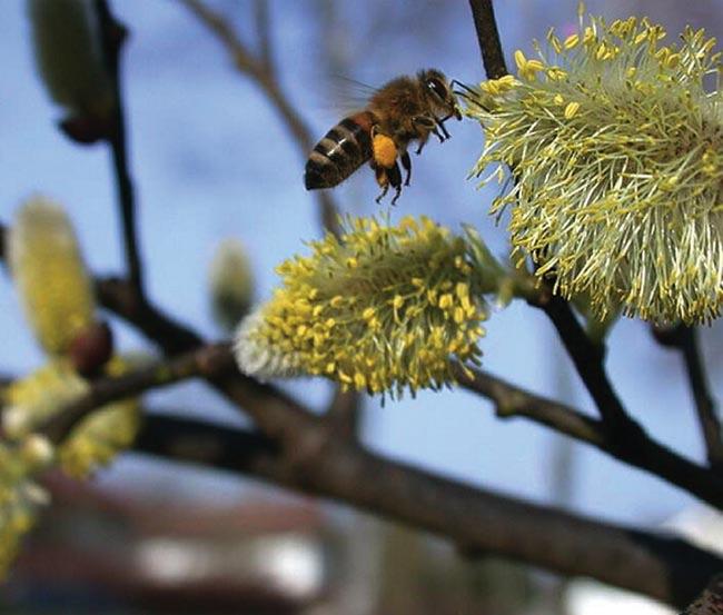 ? 14 Die 12 Bienenvölker sind gezwungen in der EM-Strahlung zu leben. Im Frühjahr 2007 waren die 12 Völker V munter und gesund.