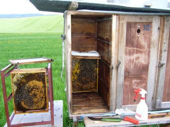 15 Aufgabe der Flugbienen: Nektar, Pollen und Wasser sammeln 16 Bienen sind kurzlebig und werden im Sommer nur 4-6 Wochen alt.