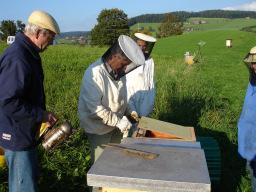 Unsere Beobachtungen und Erkenntnisse im August 2007: 1. Trotz andauender künstlicher k Fütterung F sind die Futterkränze zu klein! 2. Nur wenige Bienen tragen Pollen ein.