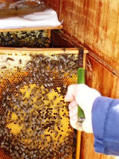 Auch ihre Bienenmenge hatte abgenommen, statt zugenommen.
