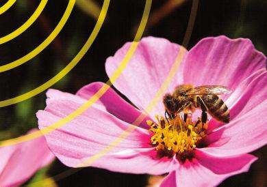 Wenn die Sammelbienen verloren gehen, fehlt dem Bienenvolk auch ein Teil der Nahrung, der Honig. ----> > Honigbedarf: 70 kg/jahr!