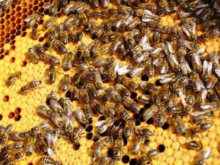 Dass Mobilfunk Bienen tötet, t tet, ist damit nicht bewiesen. Bienensterben haben wir ja überall. berall.