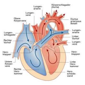 Das Herz ist ein Hohlorgan und besteht aus Muskulatur das Volumen