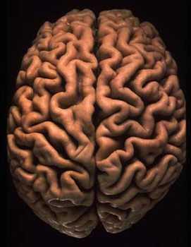 Das menschliche Gehirn wiegt durchschnittlich 1,3 kg (1,2 kg