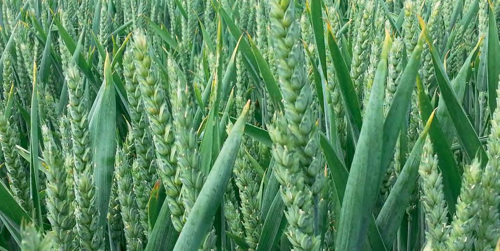 4 STABILITÄT UND QUALITÄT Desamo ist ein moderner Kompensationstyp mit hohem bis sehr hohem Ertragspotenzial, einem ausgeglichenen Resistenzprofil und einem Rohproteingehalt auf A-Weizenniveau.