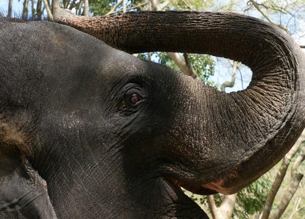9. Tag: Der Elephant Nature Park und eine entspannende Massage 10.