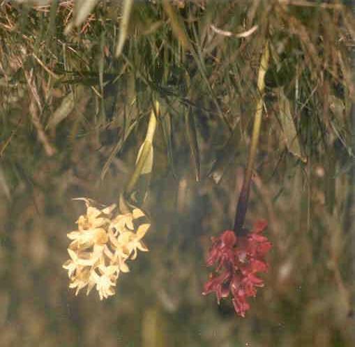 Das Holunderknabenkraut Einleitung: Das Holunderknabenkraut (botanisch Dactylorhiza sambucina), welches den Namen von seinem holunderartigen Blütenduft erhielt, zählt zu den attraktivsten