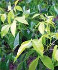 trifoliata