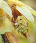 Staphylea pinnata