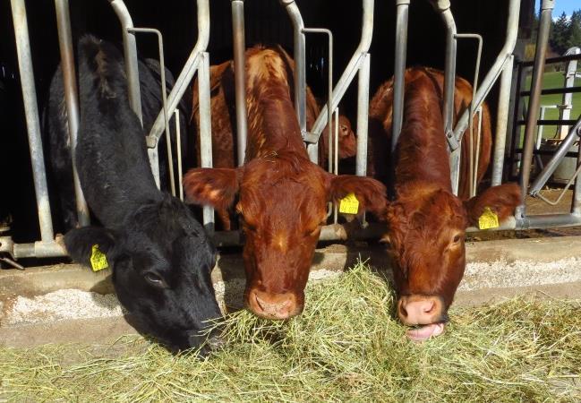 Viehhaltung und Biogas-Güllekleinanlagen Produktionsformen, die sich