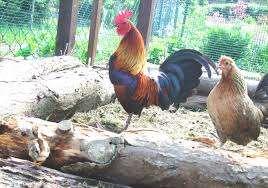Bankivahuhn tagaktiv gesellige Gruppen ein Hahn + einige Hennen Die meiste Zeit vom Tage verbringen die
