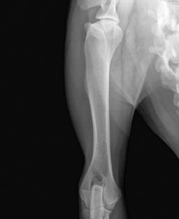 antebrachii Ulna Oberarm mit angrenzenden Schulter- und Ellbogengelenken eines Hundes (Röntgenbild, laterolateraler